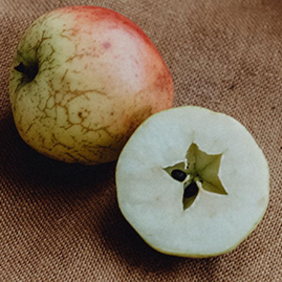 Photo of the Stoke Edith Pippin apple variety; ©2014, Amelia Claudia Photography