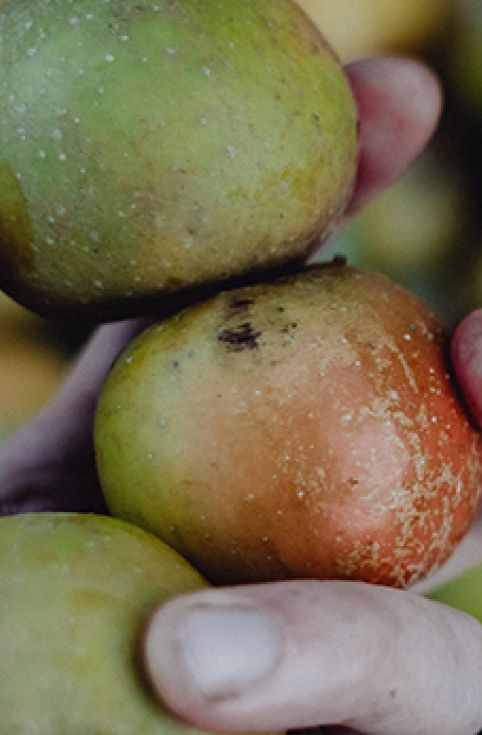 Photo of someone with apples in their hands after going apple picking; ©2014, Amelia Claudia Photography