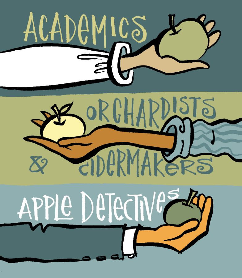 An illustration that has three different sections, reading Academics, Orchardists & Cidermakers and Apple Detectives. The backgrounds for these sections are dark grey, green and light grey and feature images of different arms holding an apple in their palms. Illustration by Christine Jopling ©