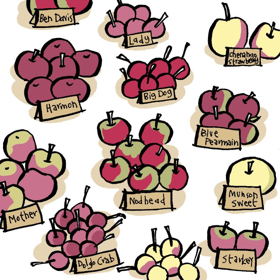 Illustration of different groups of varying style of apple. There is big dog, lady, ben davis, chenahao strawberry, harmon, munson sweet, blue permain, nodhead, mother, doldo crab and starkey. Illustration by Christine Jopling ©