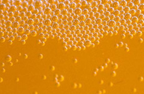 What are live cider & perry?