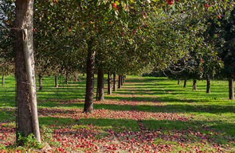 What are real cider & perry?