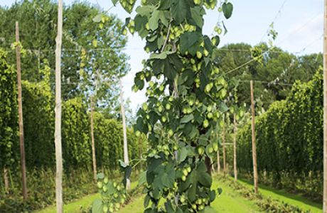 Hops