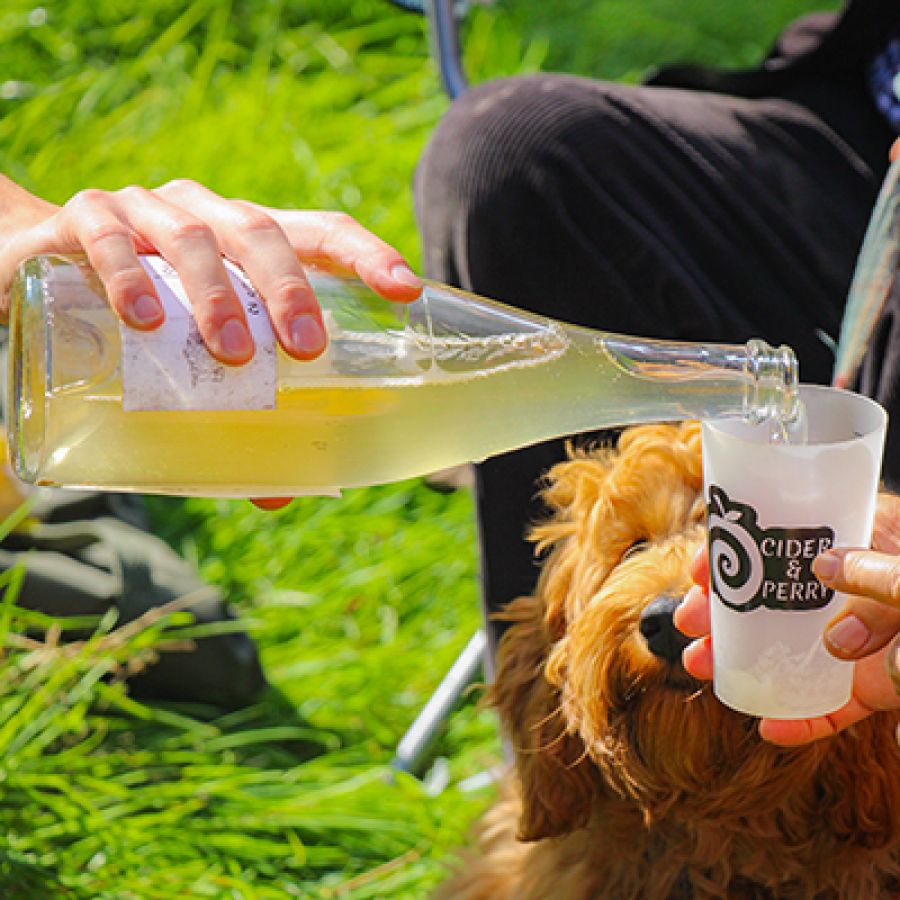 Photo of someone pouring perry from a bottle into a glass