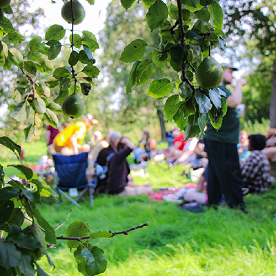 Photo of a group of people have a picnic in a field, obscured by pear tree branches