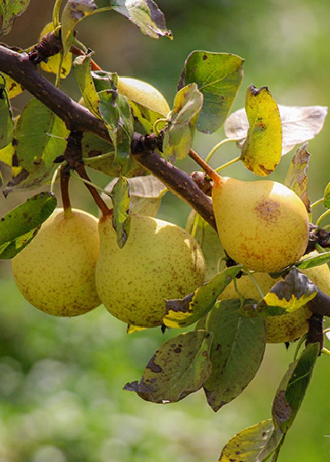 Close up photo of pears on a branch