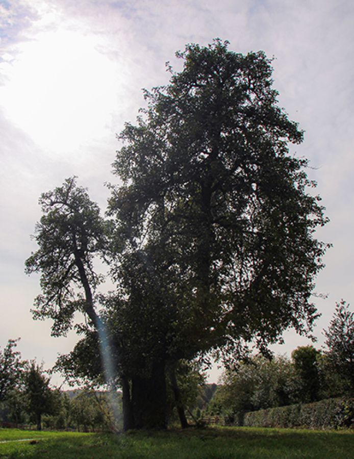 Photo of a tall tree in an orchard