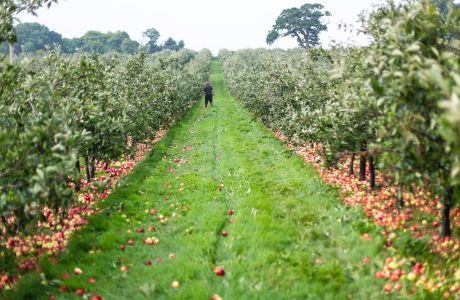 How cider is made: I
