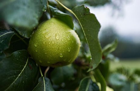 Perry Pears