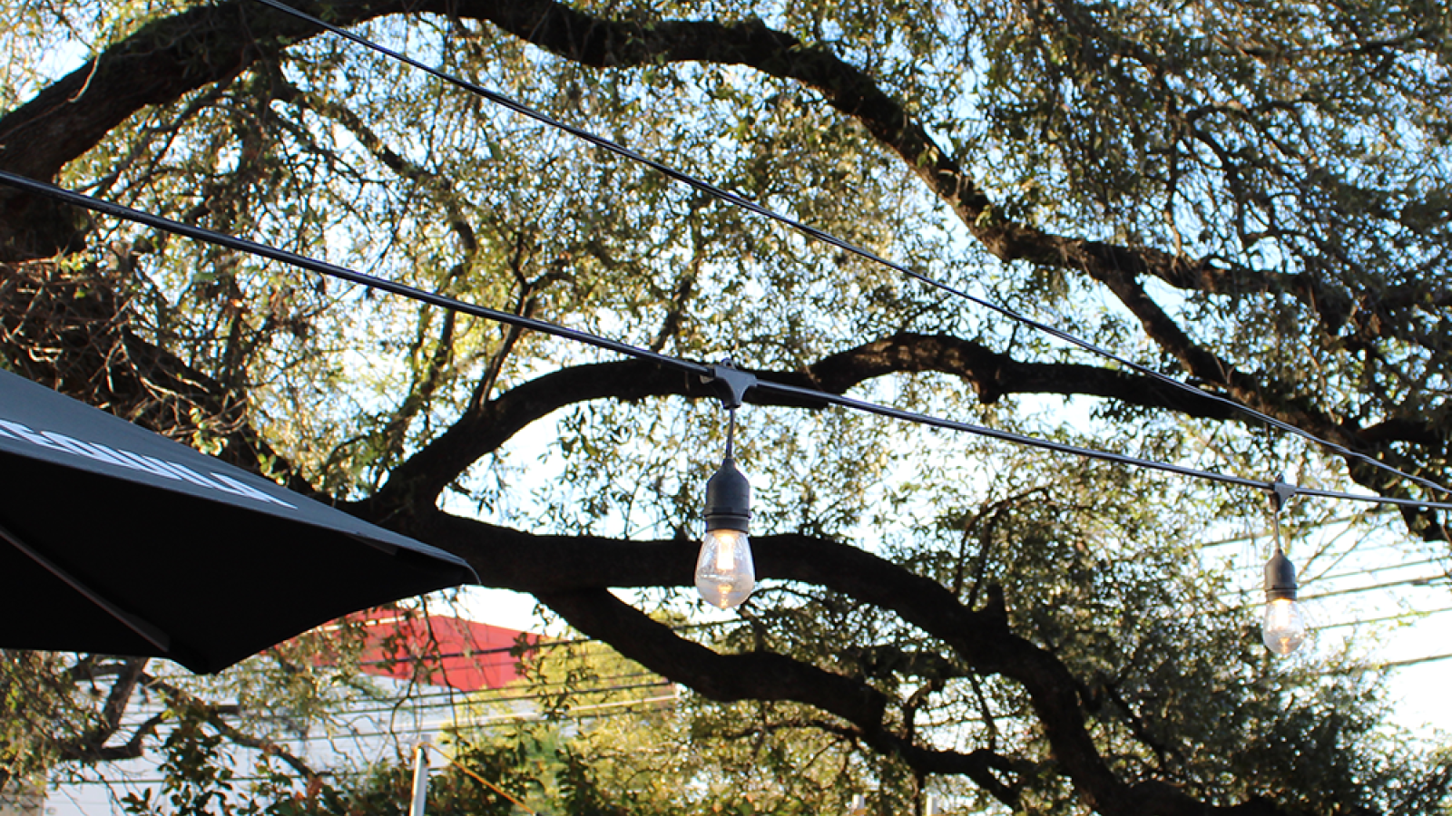 Photo of people drinking beer at Pinvitational under a branches of a large tree © 2024, Justin Brummer