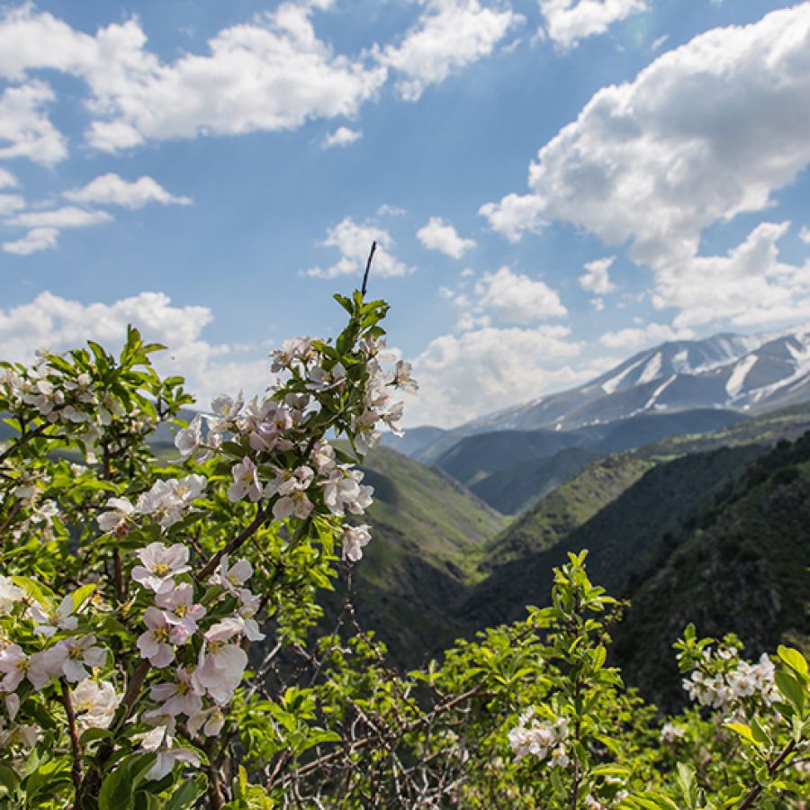Photo of wild apple trees at Aksu Zhabagly nature reserve, Kazakhstan; ©2020, Anyabr Photography @ Shutterstock