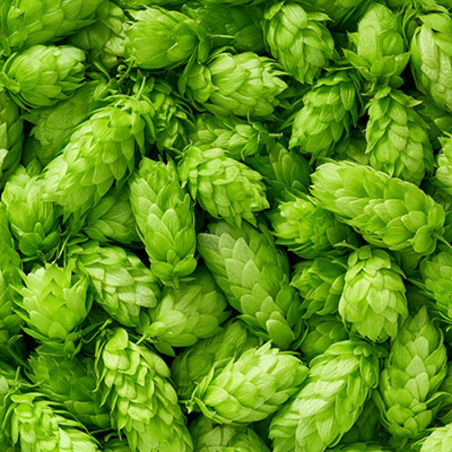 Fresh Hop Cones; ©2018, Itor Photography @ Shutterstock
