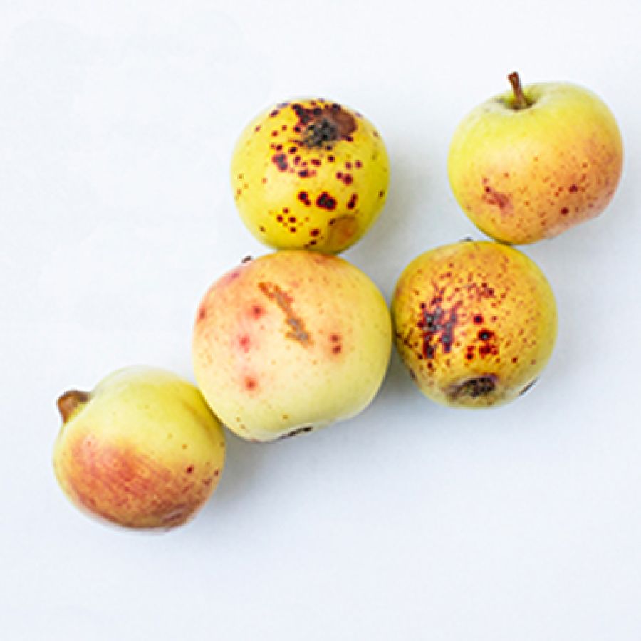 Photo of the Sweet Coppin apple variety; ©2020, Bill Bradshaw Photography