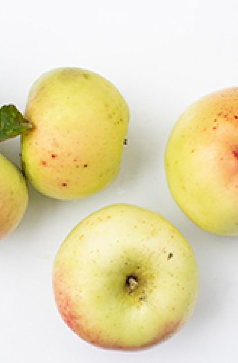 Photo of the Yeovil Sour apple variety; ©2020, Bill Bradshaw Photography