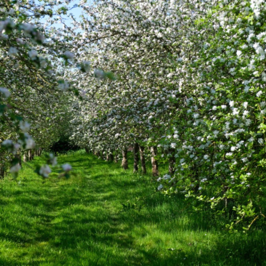 Two rows of trees with white flowered branches are lined down the grass of an orchard. The flowers at the end of the branches meet in the middle with some pointing in different directions © Rebecca Fletcher Photography
