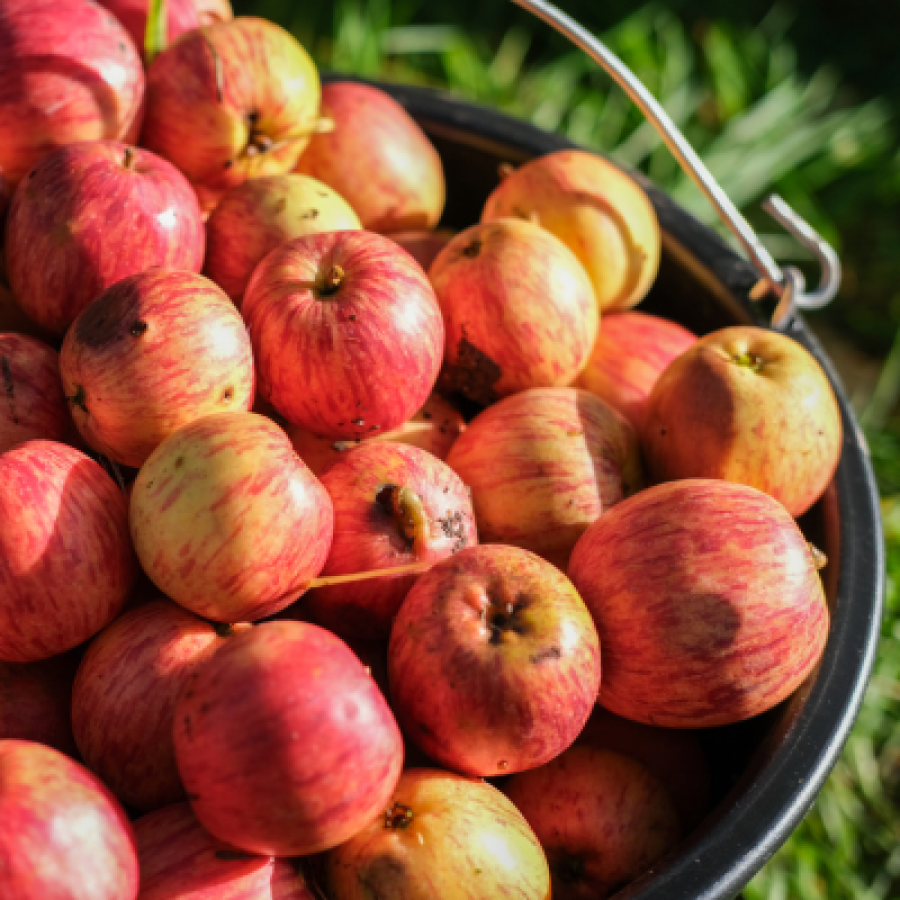 A close up of vibrant red and yellow Freya Fortune apples in a black plastic bucket with grass in the background © Rebecca Fletcher Photography