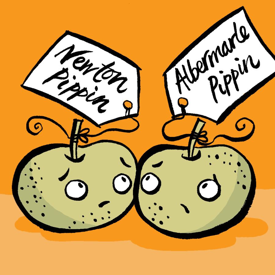 Illustrated anthropomorphic apples with tags on their top. The one on the right says 'Newton Pippin' and the one on the right says 'Albermarle Pippin' © 2025, Christine Jopling Illustrations