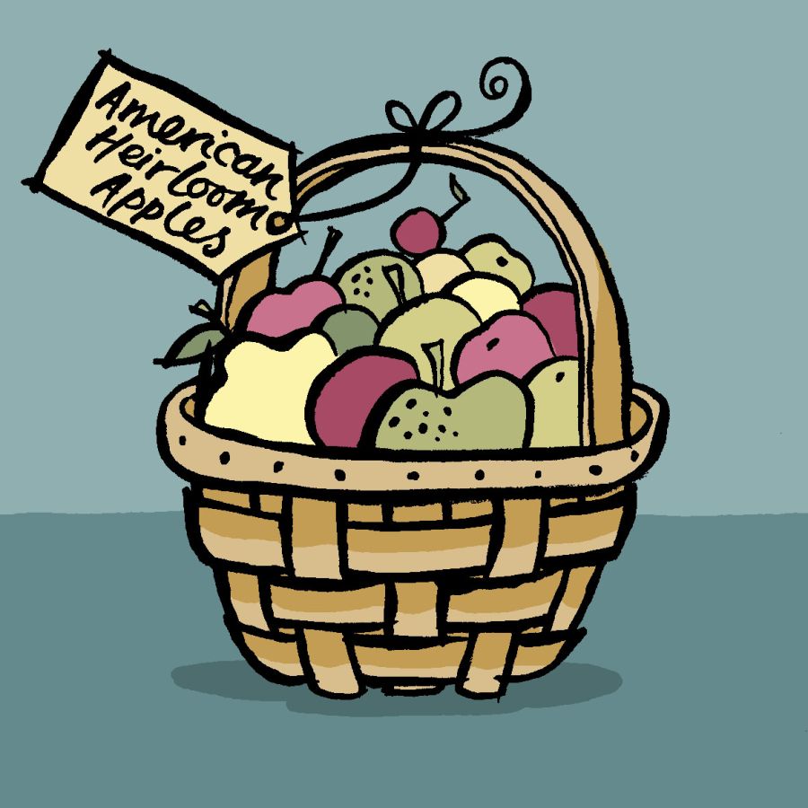 Illustration of a basket of labelled American Heirloom Apples. The apples are varied in their colour, some are green, some red, pink and yellow. They are drawn with a grey background. Illustration by Christine Jopling ©