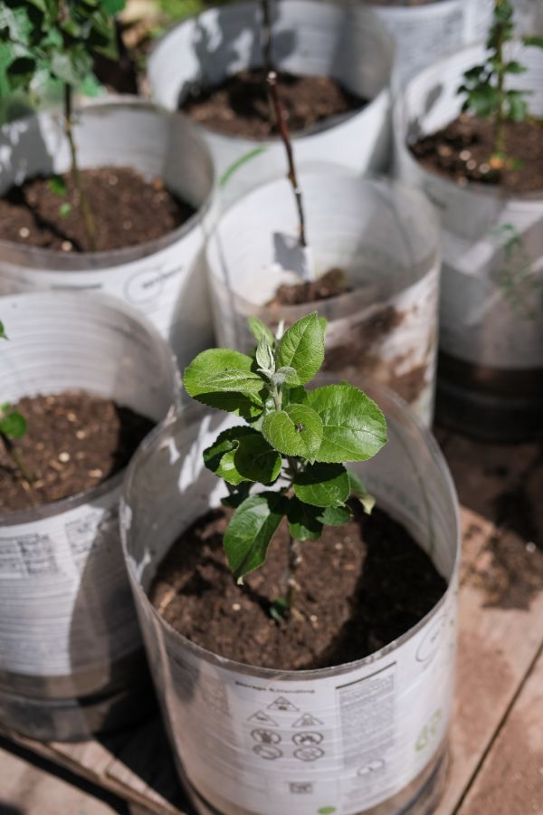 There are six plastic cylinders half-filled with soil. One small apple tree seedling has grown above the opening of its cylinder, with a strong focus on the tree with vibrant green leaves © Rebecca Fletcher Photography