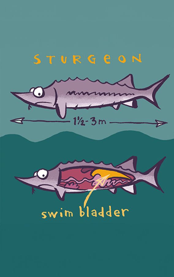 Illustrated diagram of a two, anthropomorphic Sturgeon Fish. Displaying its length and "swim bladder". © 2024, Christine Jopling.