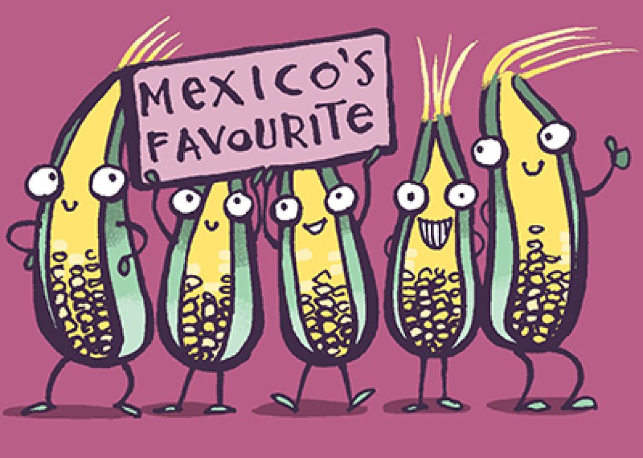 Illustration of animated, anthropomorphic, corn on the cobs, holding a sign stating "Mexico's Favourite". ©2024, Christine Jopling.