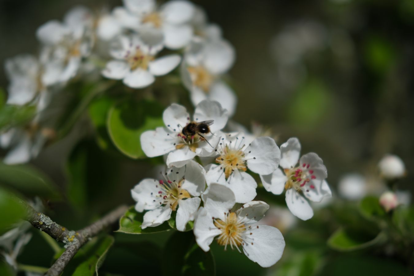 A close up of a bee resting on the centre of a white flower attached to a pear tree © Rebecca Fletcher Photography