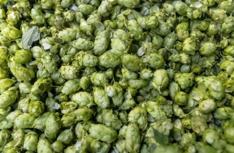 Guide to Hops part one