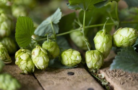 Guide to Hops Part Two