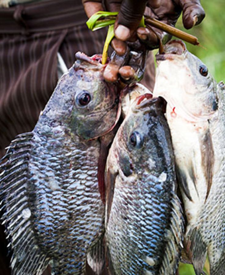 Photo of catch of three fresh fish; ©2013, Fotogien Photography @ Shutterstock