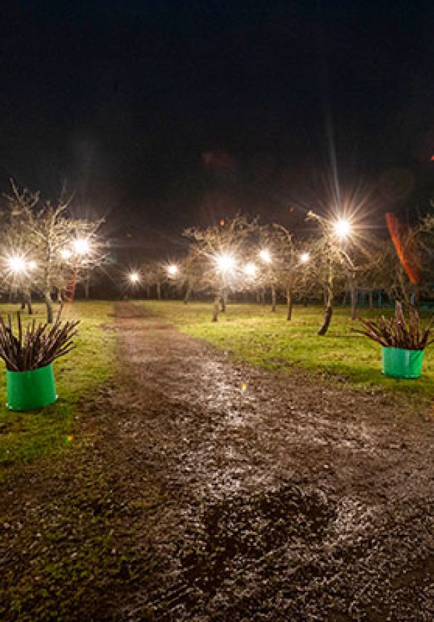 Photo of an orchard with floodlights in the tress; ©2011, Bill Bradshaw Photography