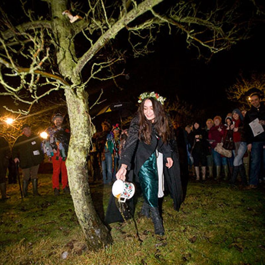 Wassailing in progress, ceremony around a tree, with a group a people watching on 2011; ©2011, Bill Bradshaw Photography