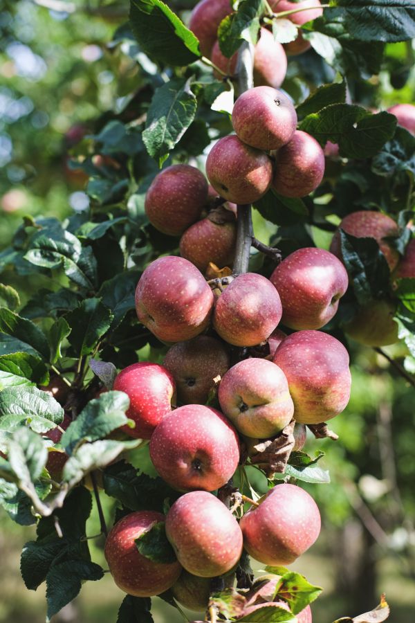 A branch filled with red apples and green leaves on an apple tree. The sunlight shines on the apples closest to the right hand side and bottom © Rebecca Fletcher Photography