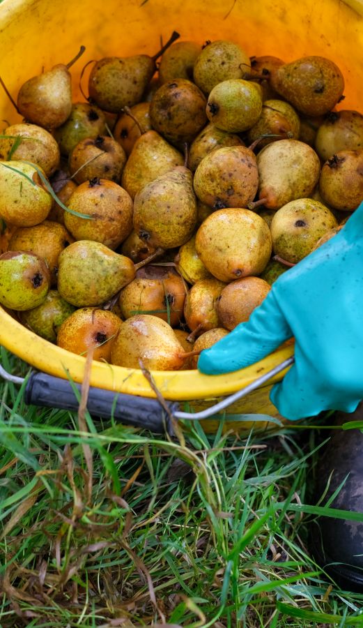 There is a plastic yellow bucket filled with pears and loose strands of grass. The bucket is tipped towards the camera, resting on the grass next to a black boot. A blue gloved hand holds the bucket © Rebecca Fletcher Photography