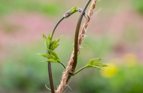 Guide to Hops Part three