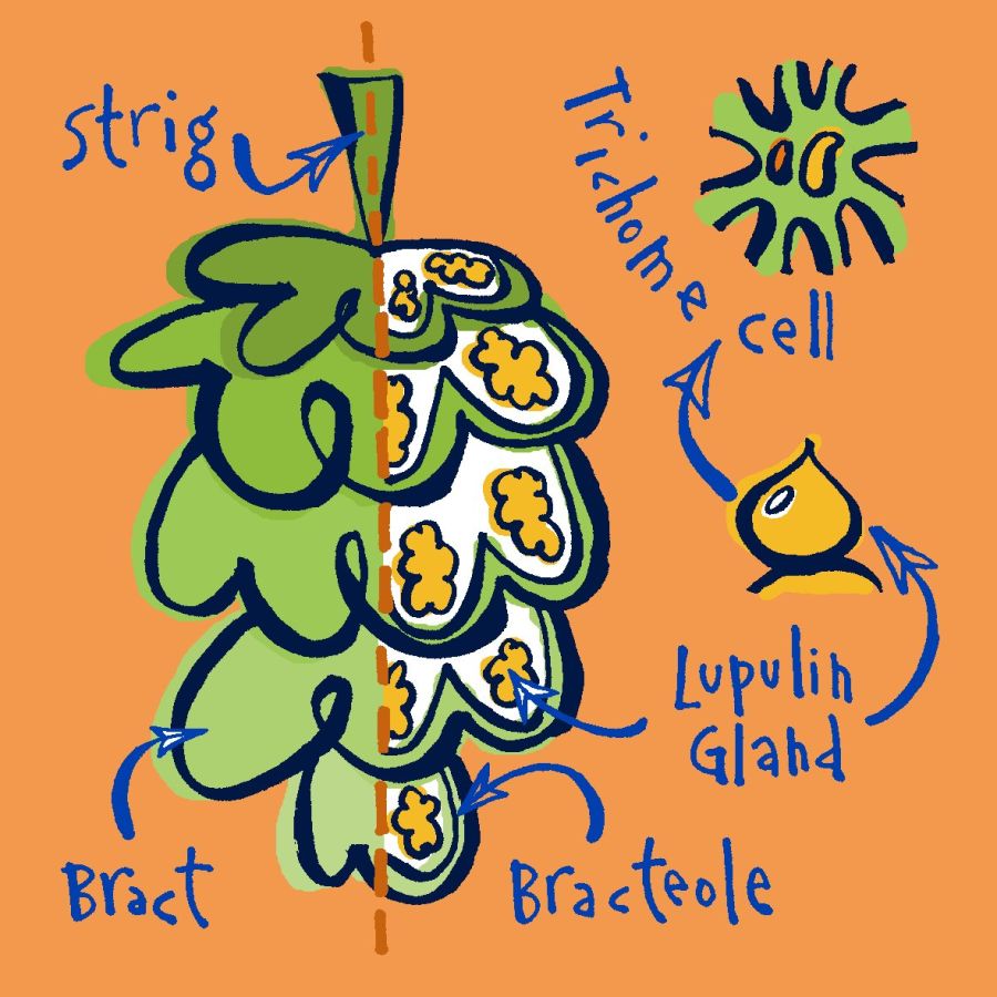Drawing of the intersection of a hop © 2023, Christine Jopling Illustrations