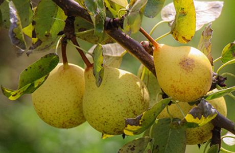 An ecological case for perry pear trees