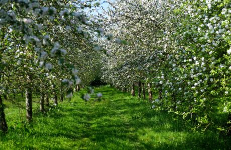 Community Orchards for Beginners
