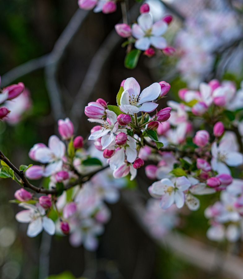 A close up of flowers with leaves grown from thin branches on an apple tree. The petals are a mix of white, hot pink and lighter pink colours © Rebecca Fletcher Photography