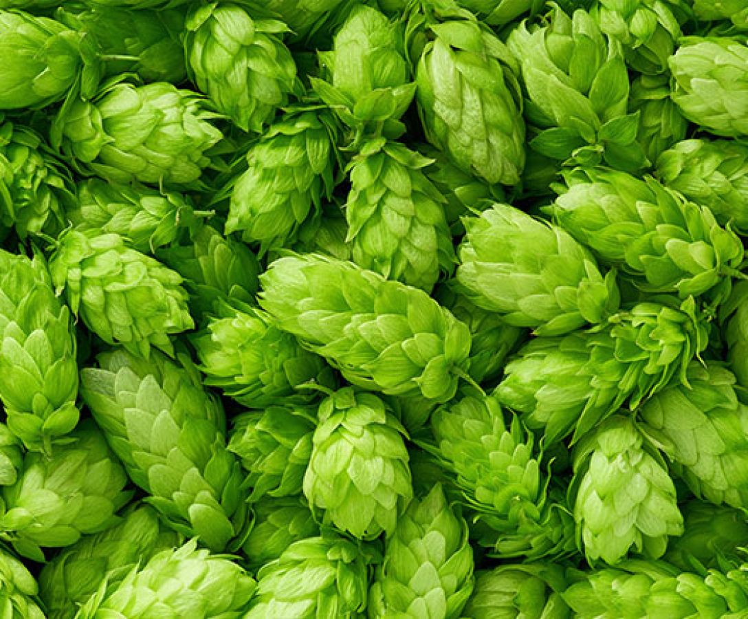 Fresh Hop Cones; ©2018, Itor Photography @ Shutterstock