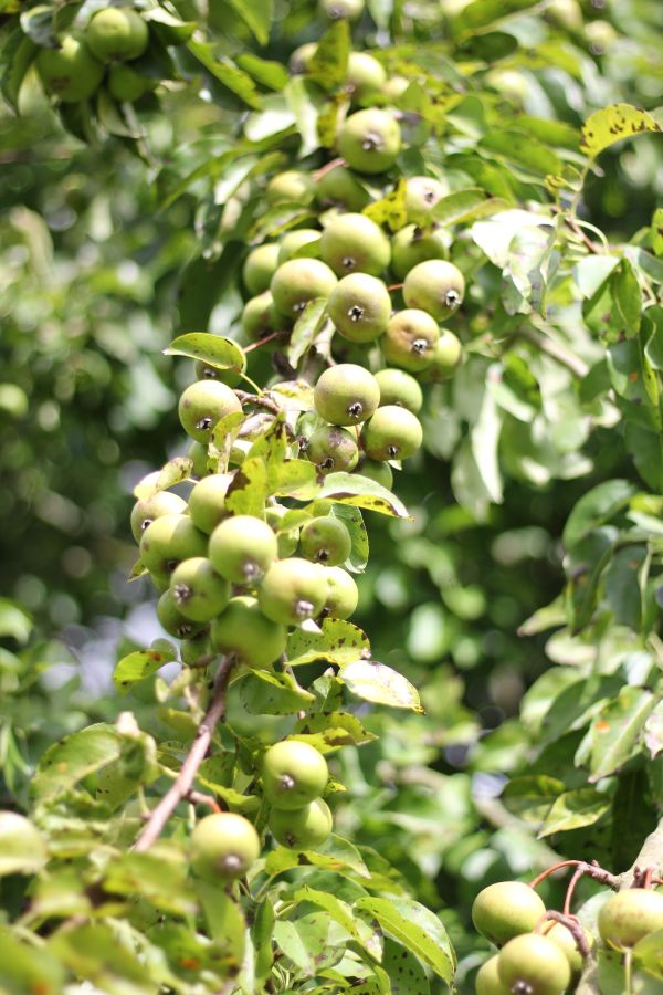 Tiny green pears bunched on its tree branch blends in with the green leaves in the background © Rebecca Fletcher Photography
