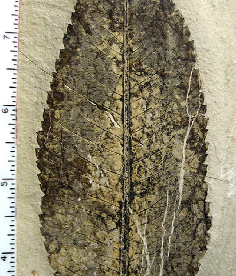 Image of a Fossil, Photinia Pagae, Rosacea Family; ©2008, Kevmin, Wikipedia Commons