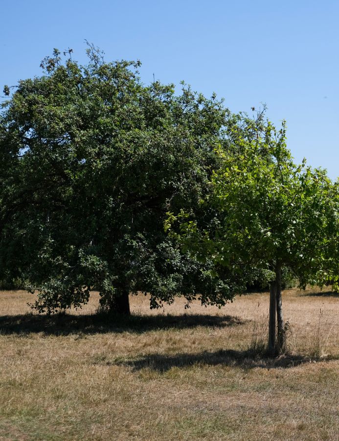 A traditional orchard with two trees dotted on the brownish green grass. There is a bright blue sky with no clouds © Rebecca Fletcher Photography