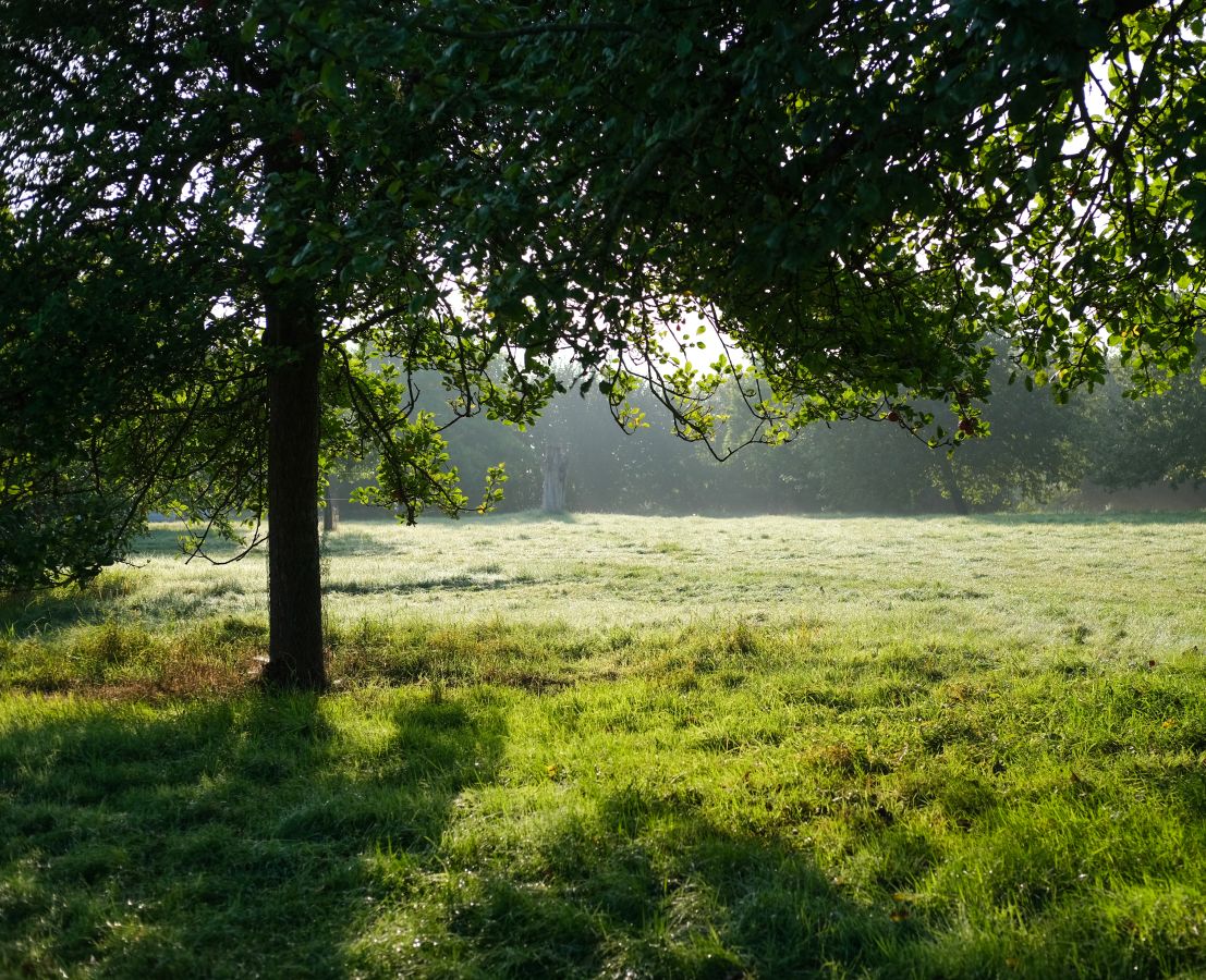 One tree trunk in a traditional orchard filled with leaved branches is on the left, with the sun shining through the leaves. There is an opening after the tree where the sun illuminates the landing of grass into a lighter green, followed by more groups of trees © Rebecca Fletcher Photography
