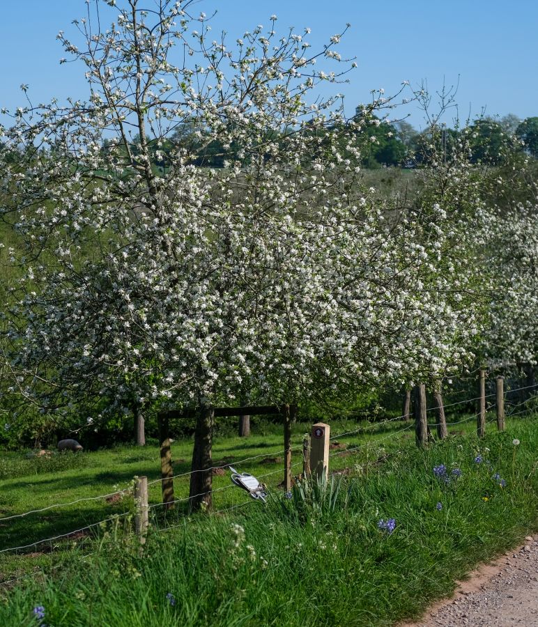 A traditional orchard from the edge of a rocky road. There is a wired fence between the road and orchard, with several white flowered trees close to it © Rebecca Fletcher Photography