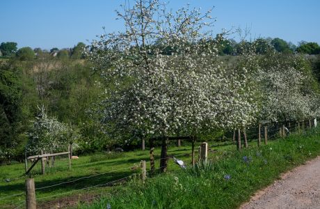 Orchard Evolution for Connoisseurs