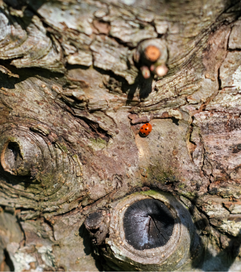 The bark of an apple tree has several different indentations and markings, with a circular black stump where the branch has been cut off. A red ladybird with four visible black spots crawls in the centre © Rebecca Fletcher Photography